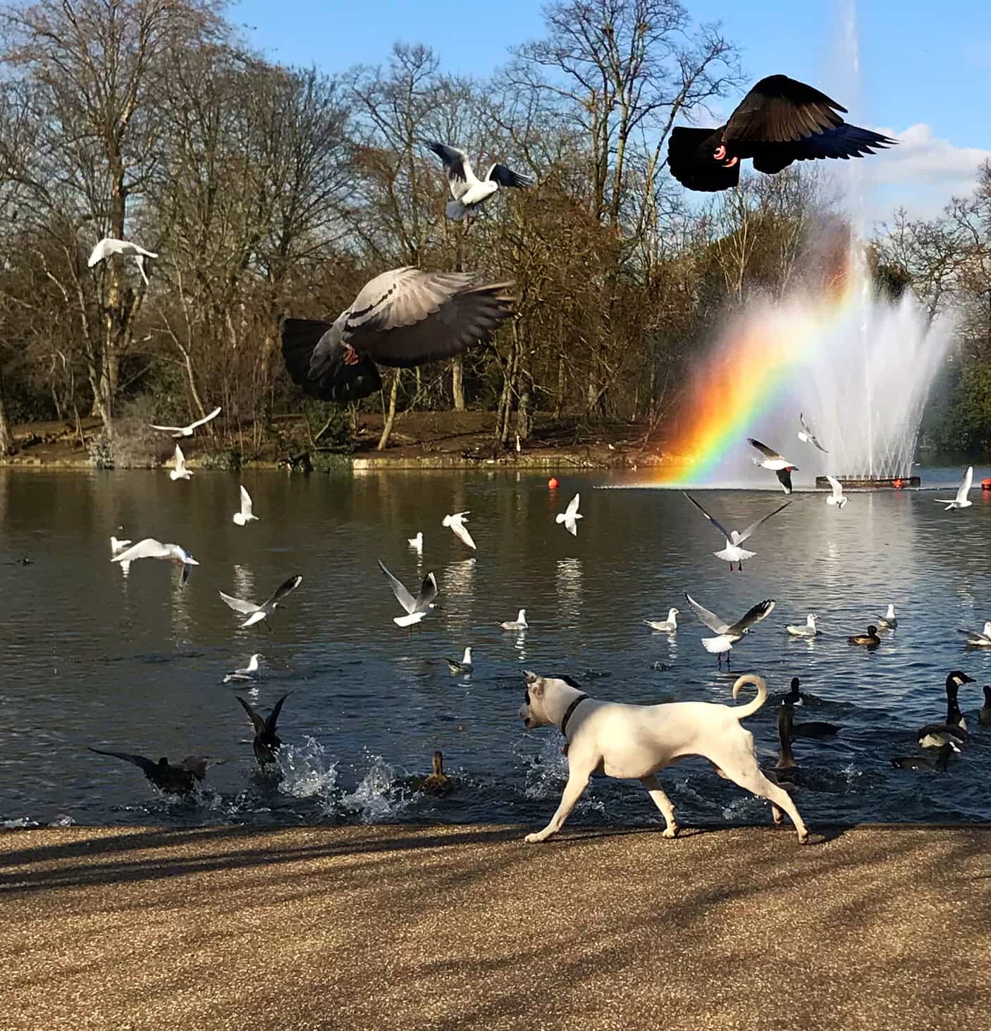 Victoria Park by James Falconer