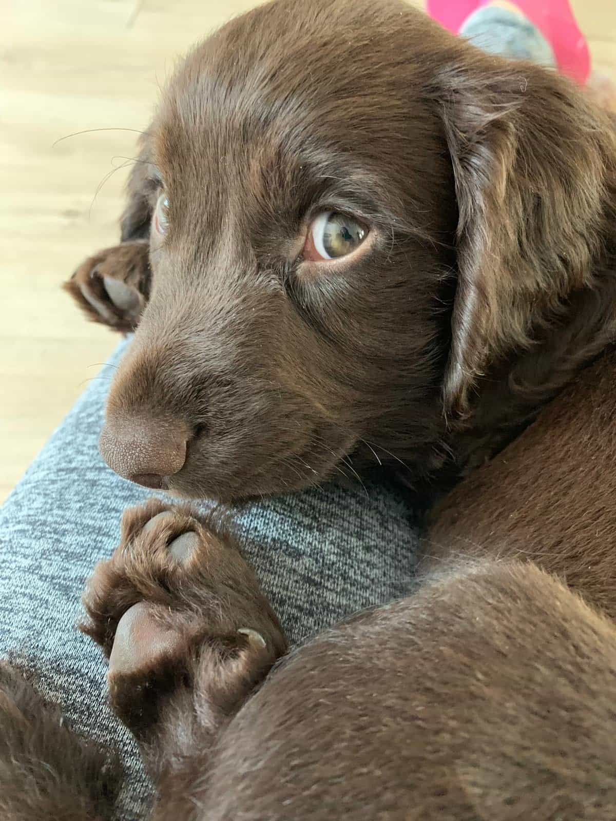 Puppy